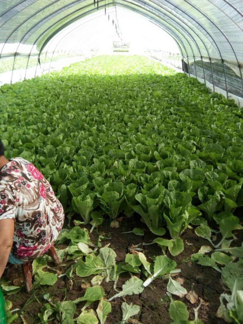 千亩种植基地直供【精品小油菜】江苏小青菜颗形好质量保证