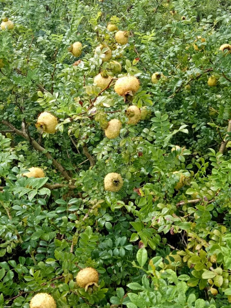 批量供应刺梨鲜果