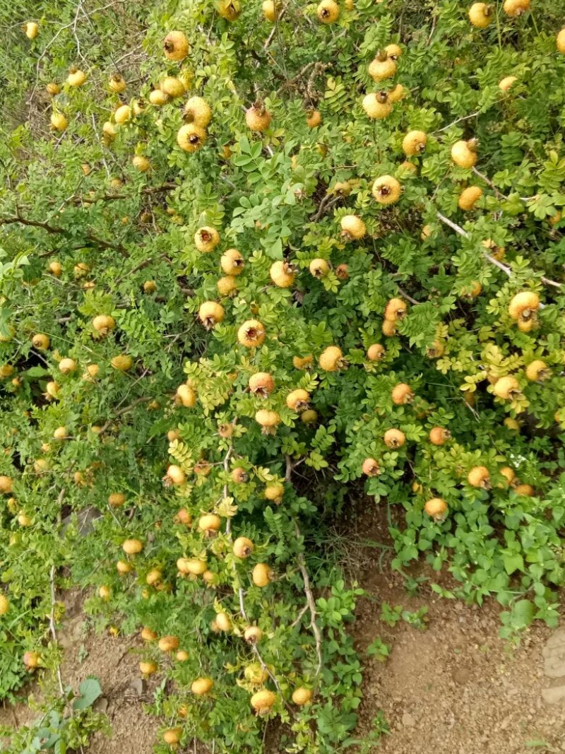 批量供应刺梨鲜果