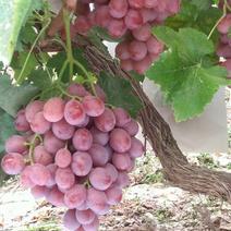 黄土高原万亩葡萄种植基地，套袋红提葡萄，已成熟上市，本地