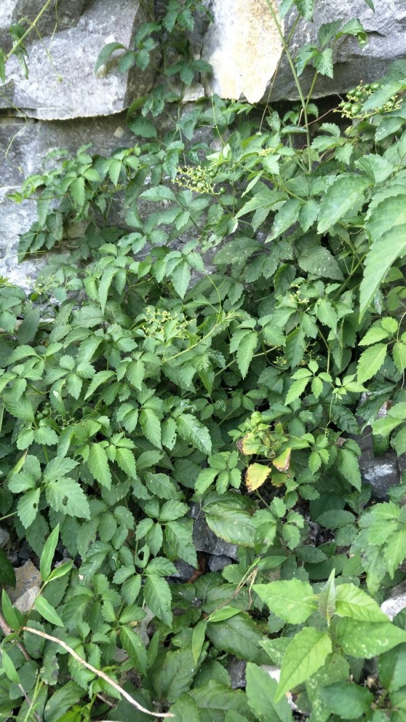 贵州高山野生绞股蓝