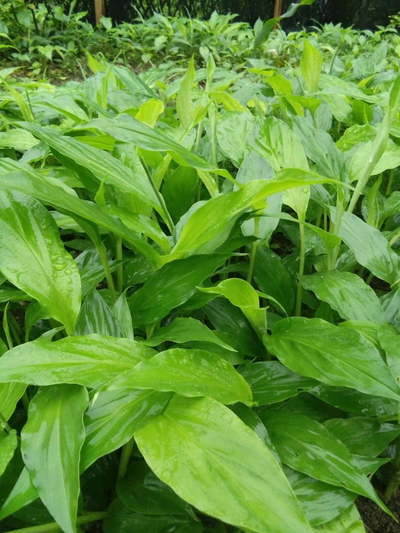 草果苗