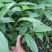 草果苗