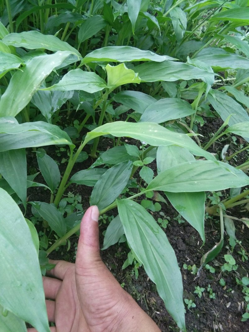 草果苗