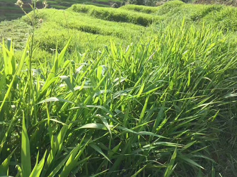 黑麦草种子