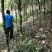 香樟树5公分…10公分，自己基地货，价格方面买主开心就好