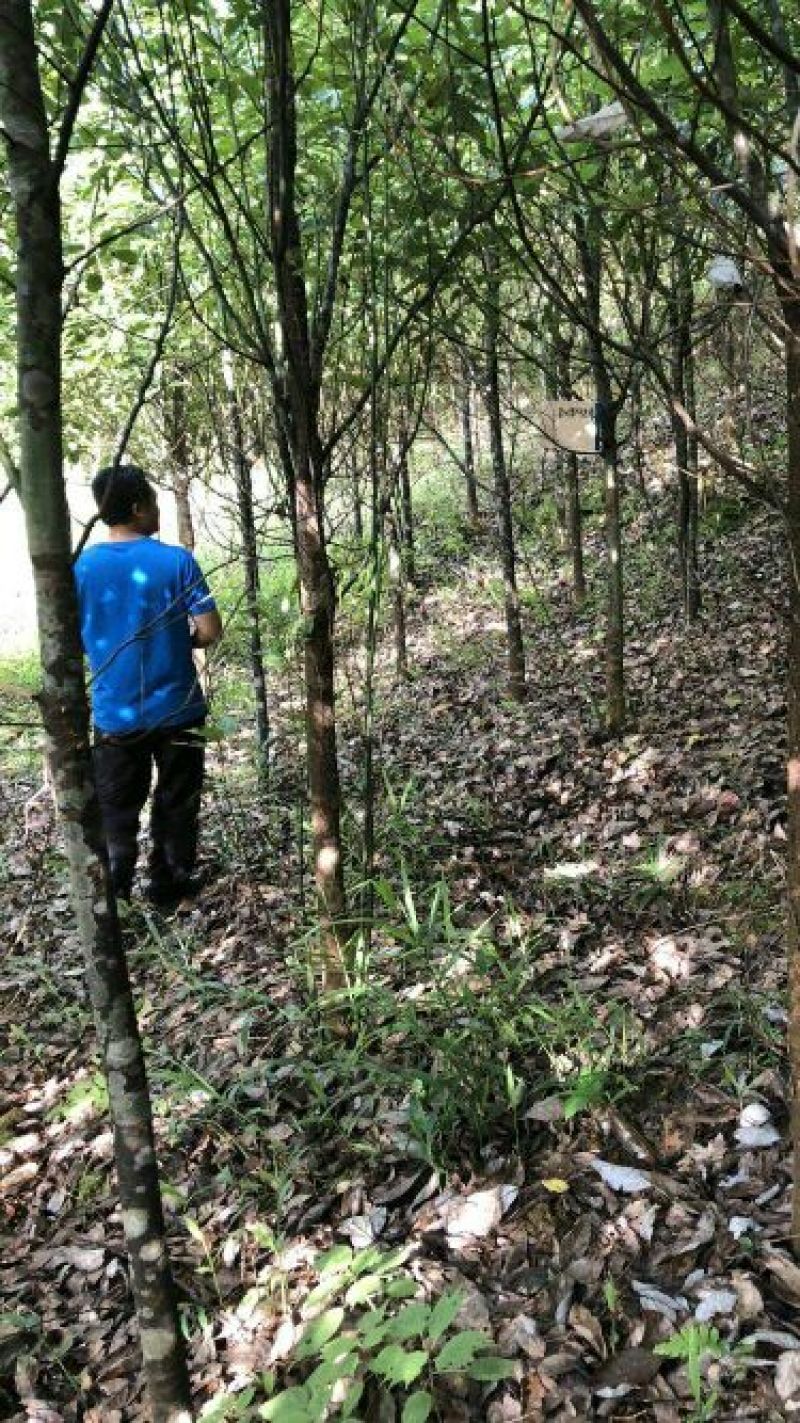 香樟树5公分…10公分，自己基地货，价格方面买主开心就好