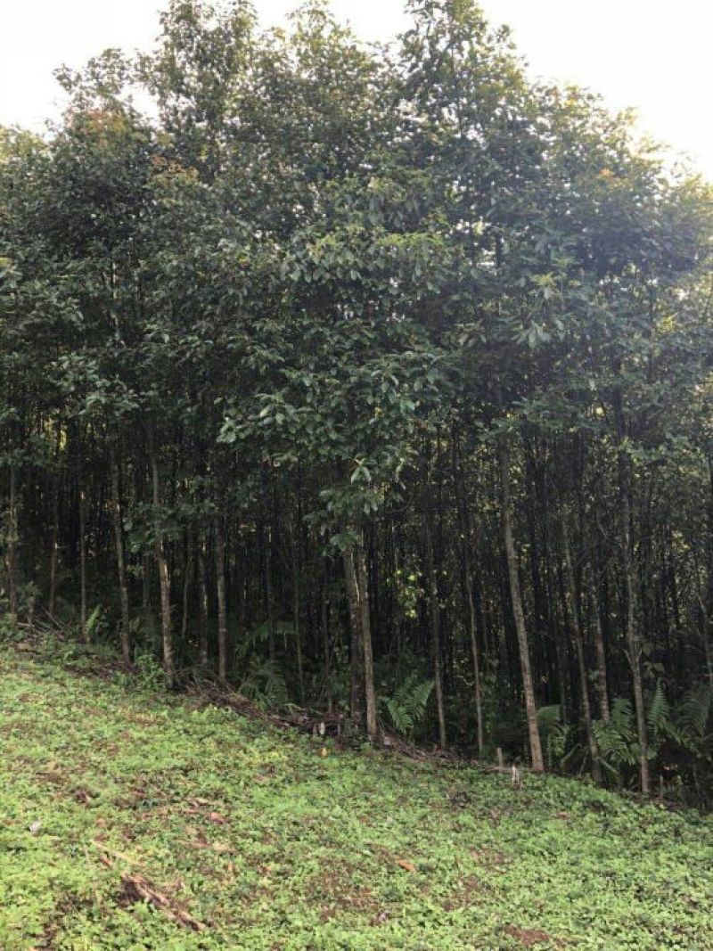 香樟树5公分…10公分，自己基地货，价格方面买主开心就好