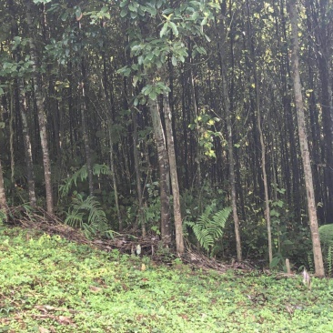 香樟树5公分…10公分，自己基地货，价格方面买主开心就好