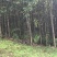 香樟树5公分…10公分，自己基地货，价格方面买主开心就好