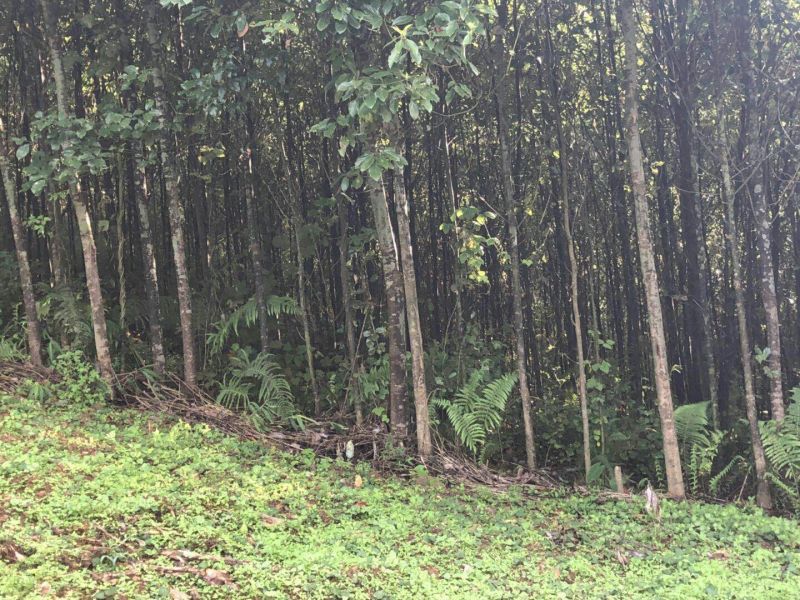 香樟树5公分…10公分，自己基地货，价格方面买主开心就好