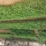 甜蜜蜜百香果苗黄金满天星紫香一号新品种香蜜金蜜苗四季结果