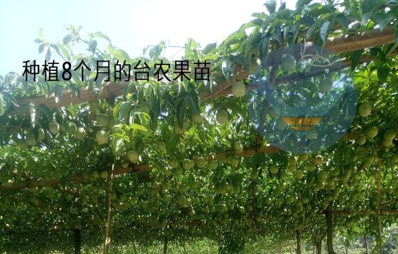 甜蜜蜜百香果苗黄金满天星紫香一号新品种香蜜金蜜苗四季结果