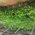 甜蜜蜜百香果苗黄金满天星紫香一号新品种香蜜金蜜苗四季结果