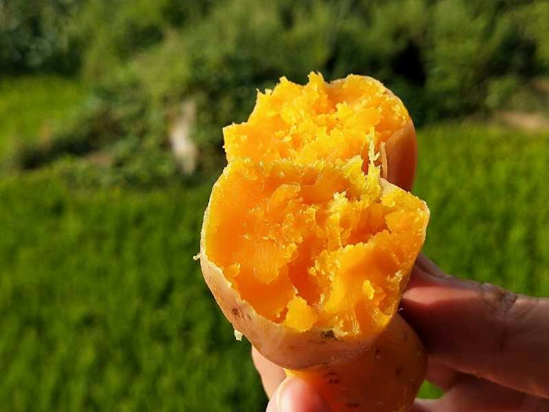 贵州紫云红心红薯地瓜一件5斤包邮想要的赶快联系