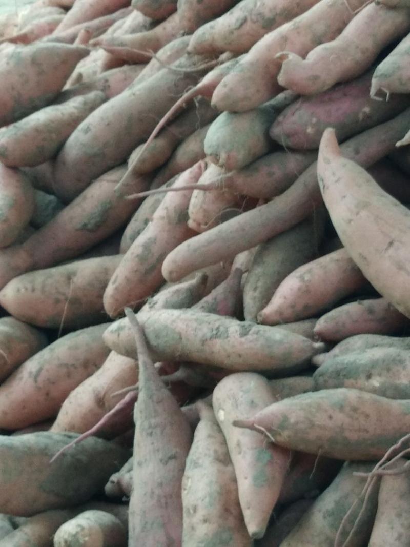 济薯26红薯板栗味纯沙土地，常年大量供应，另有烟薯25…