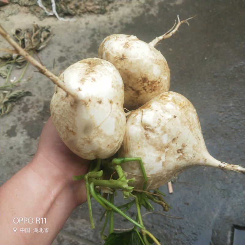 凉薯