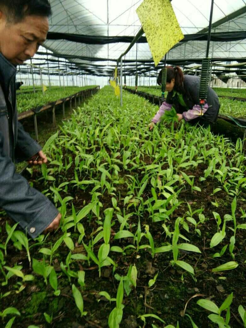 优质云南三叉白芨苗训化苗直播苗亩用一万两千颗