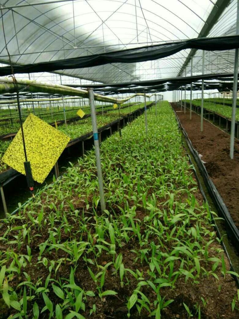 优质云南三叉白芨苗训化苗直播苗亩用一万两千颗