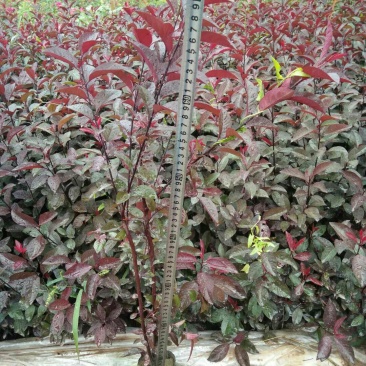 紫叶矮樱，50-80