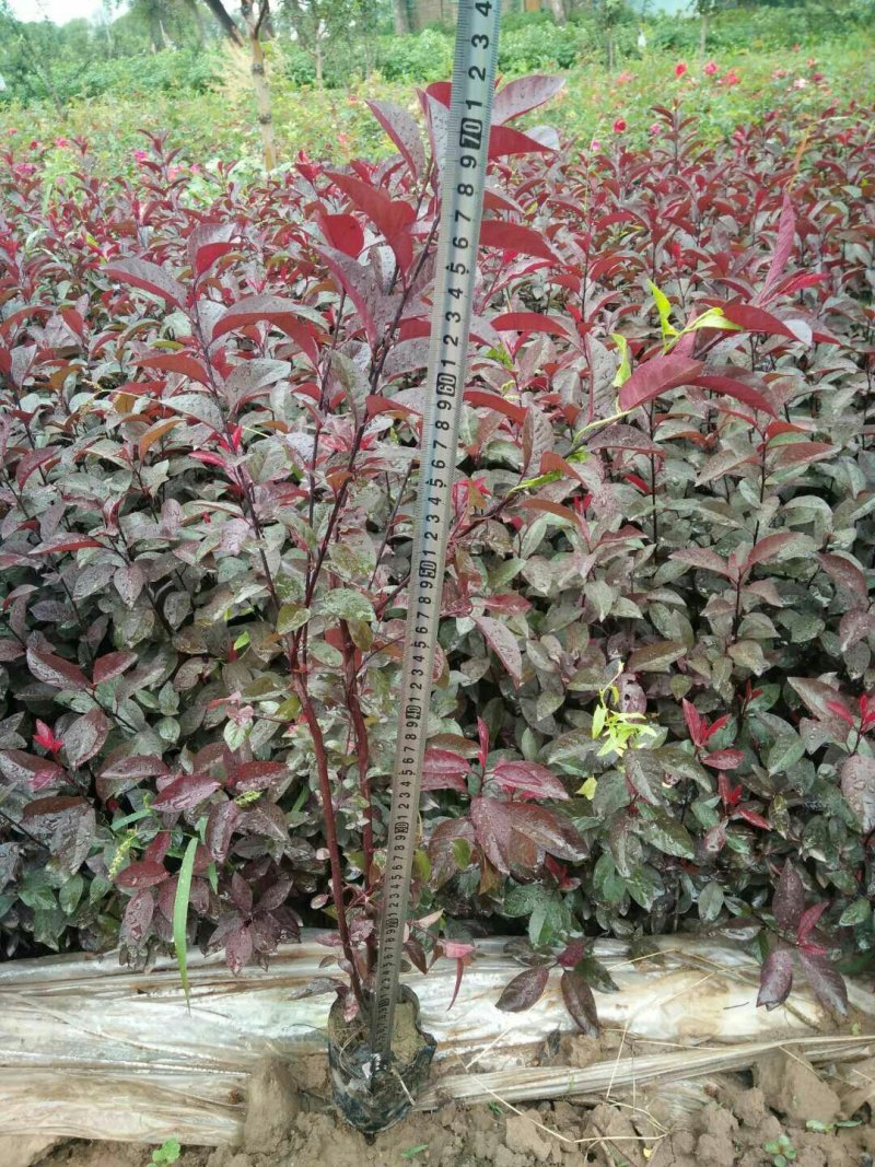 紫叶矮樱，50-80