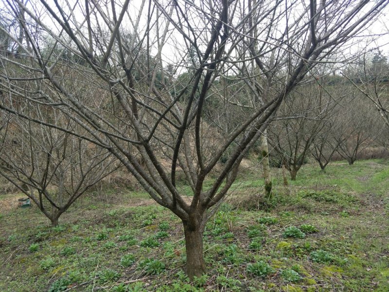 红梅，绿梅，青梅桩，红枫