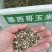 高产牧草种子玉米草种子墨西哥玉米草种子