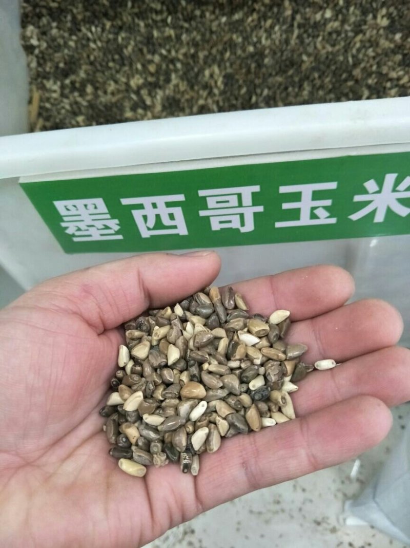 高产牧草种子玉米草种子墨西哥玉米草种子