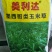 高产牧草种子玉米草种子墨西哥玉米草种子