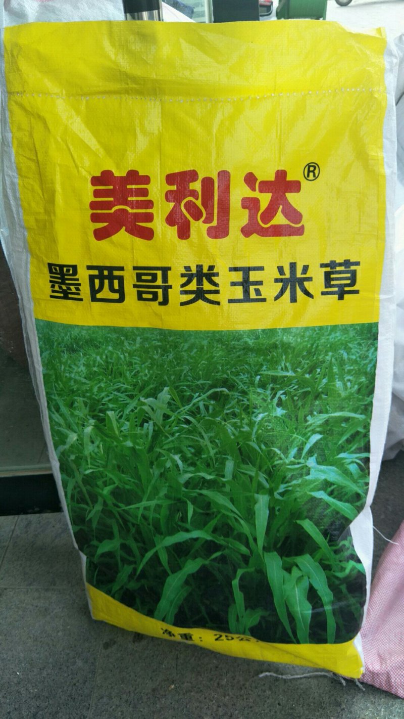 高产牧草种子玉米草种子墨西哥玉米草种子