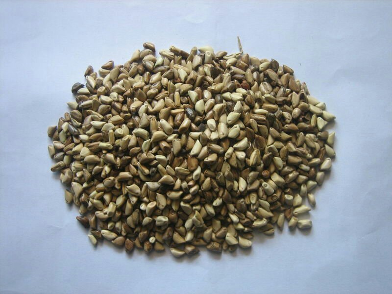高产牧草种子玉米草种子墨西哥玉米草种子