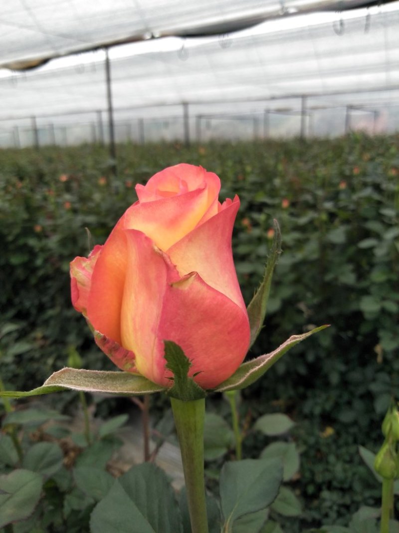 四季玫瑰花大苗