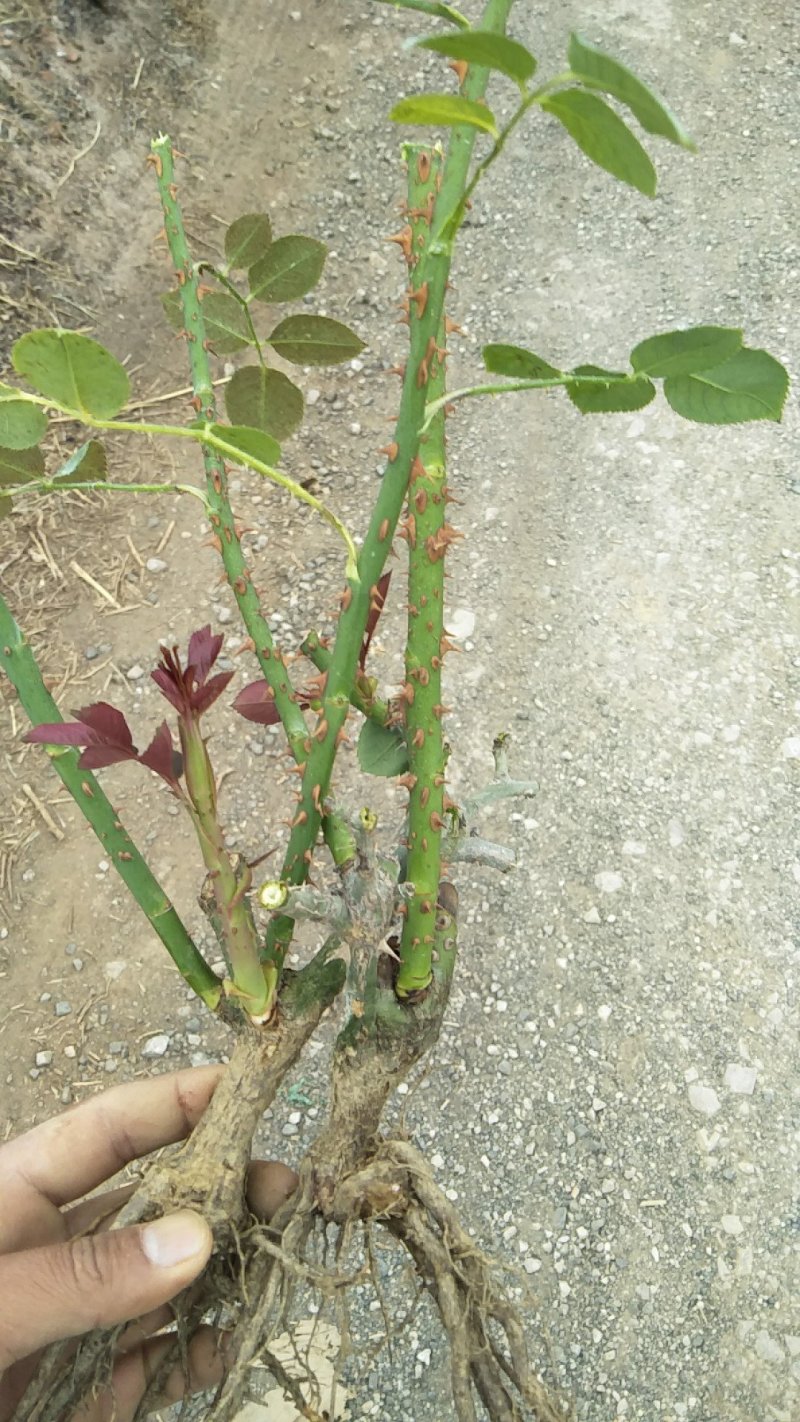四季玫瑰花大苗