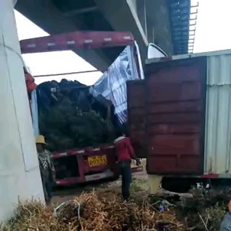 四季玫瑰花大苗