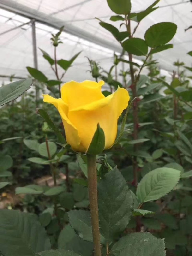 四季玫瑰花大苗