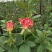 四季玫瑰花大苗