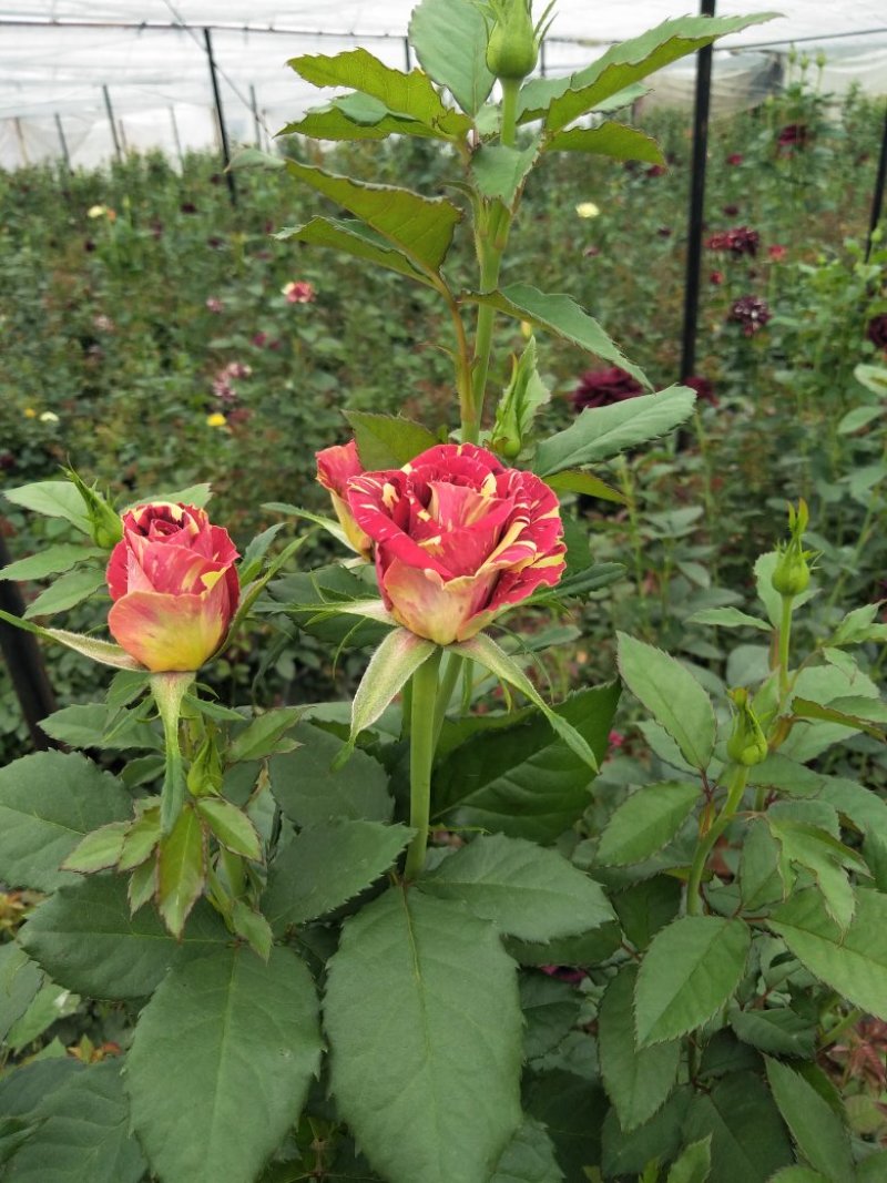 四季玫瑰花大苗