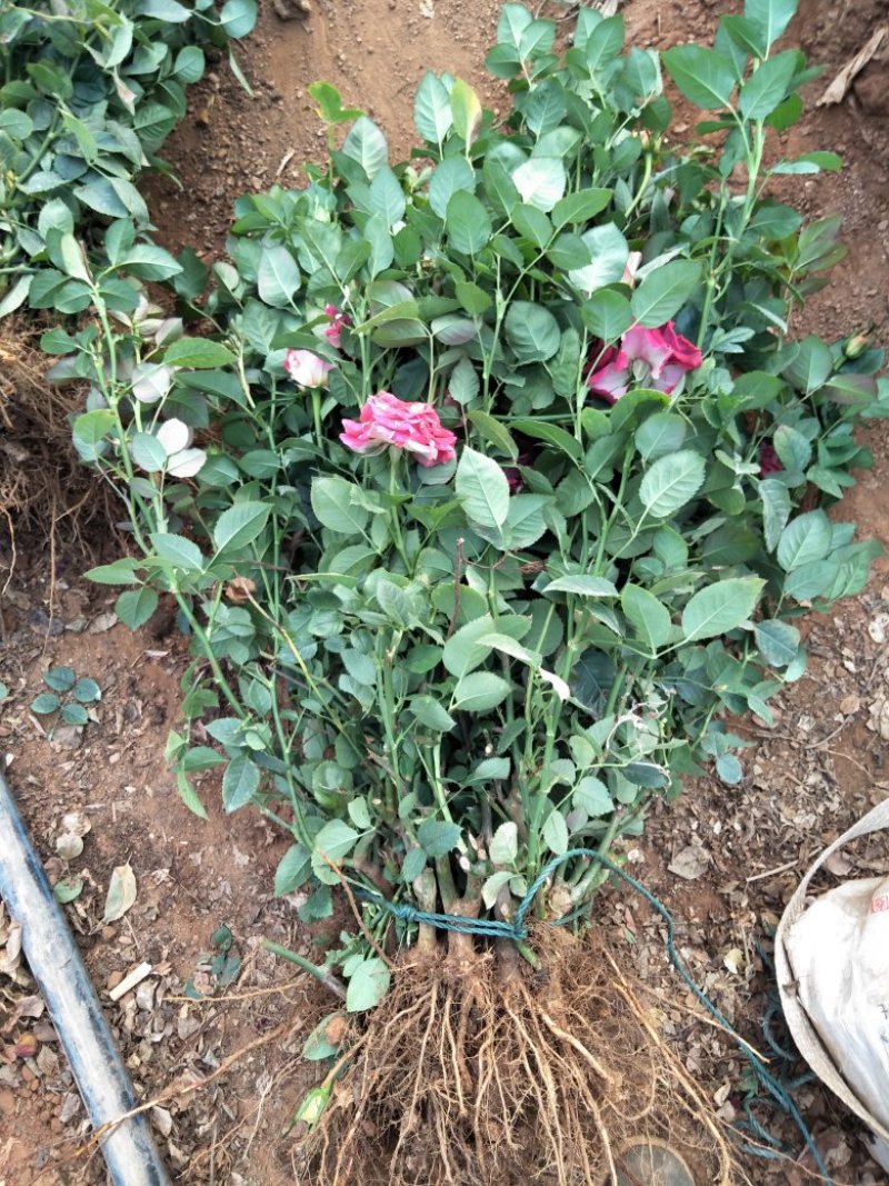 四季玫瑰花大苗
