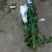 基地供应大量精品黄菊