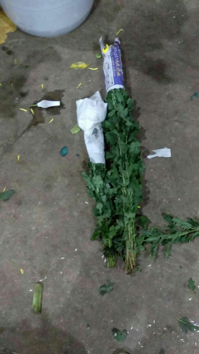 基地供应大量精品黄菊