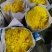 基地供应大量精品黄菊