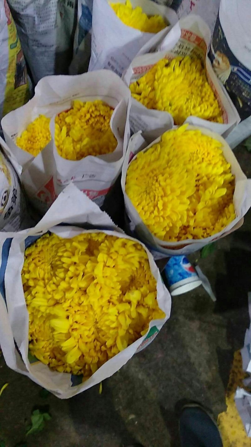 基地供应大量精品黄菊