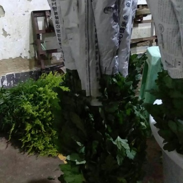 基地供应大量精品黄菊