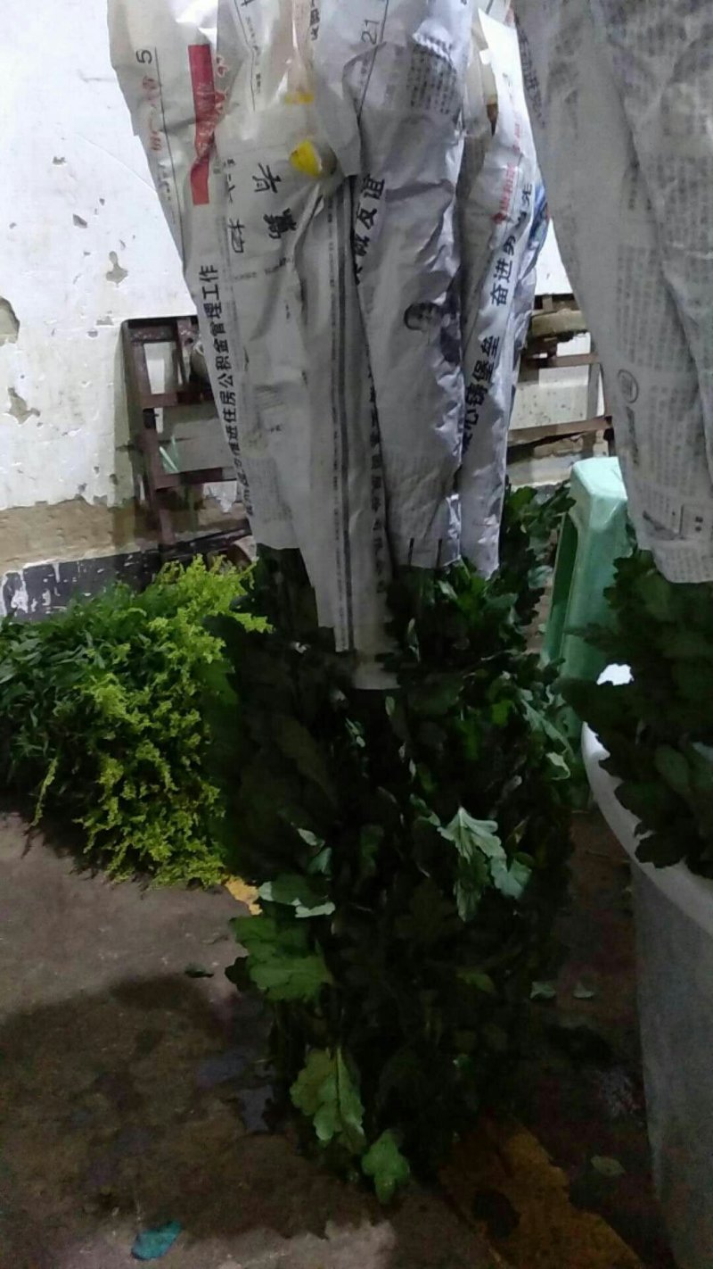 基地供应大量精品黄菊