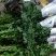 基地供应大量精品黄菊