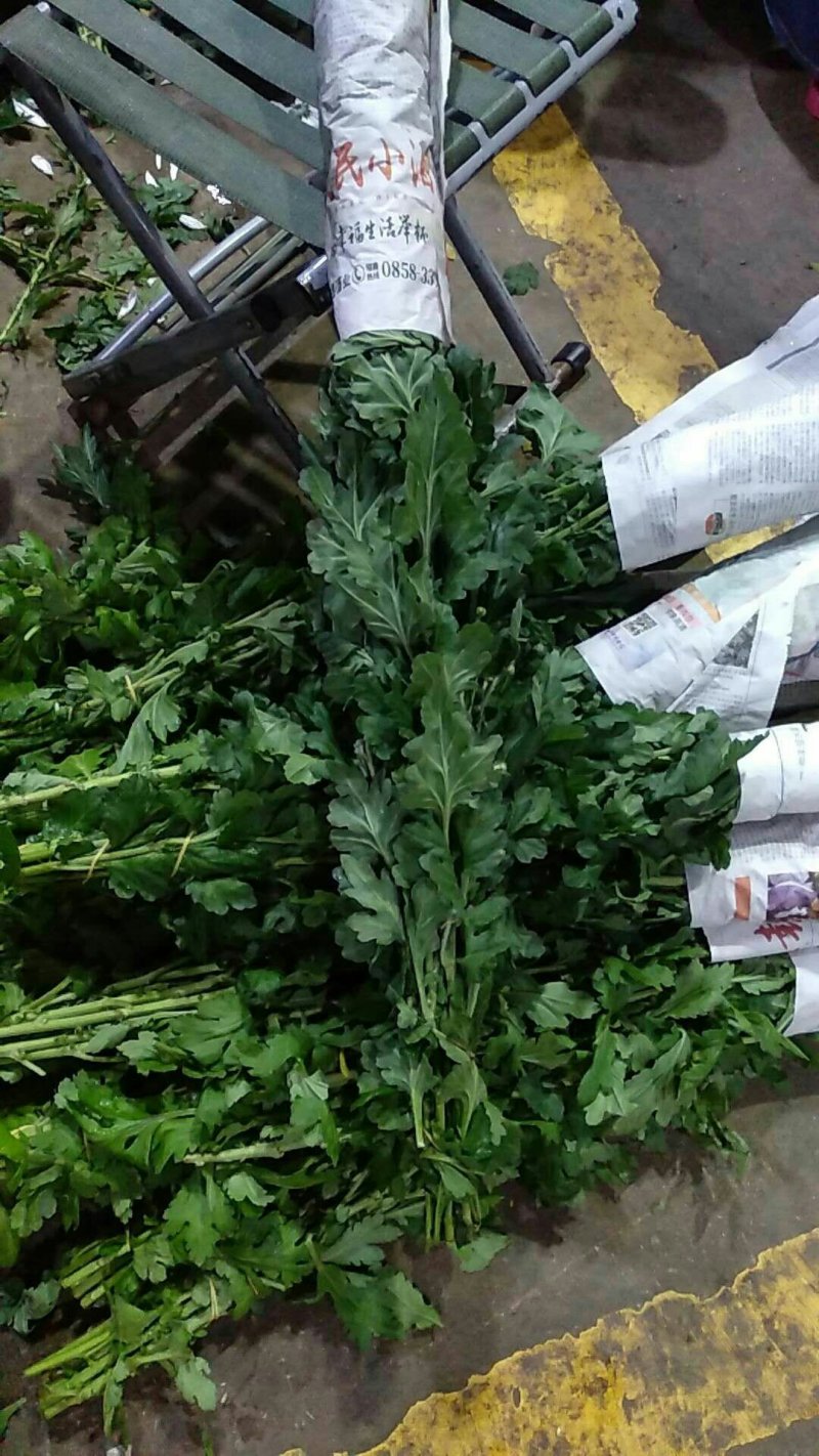 基地供应大量精品黄菊