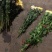 基地供应大量精品黄菊
