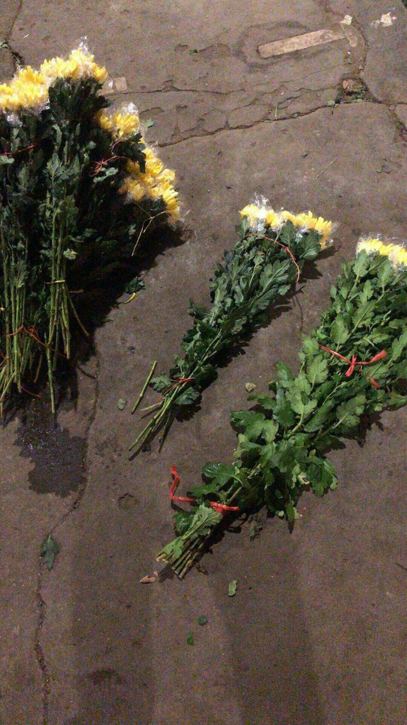 基地供应大量精品黄菊