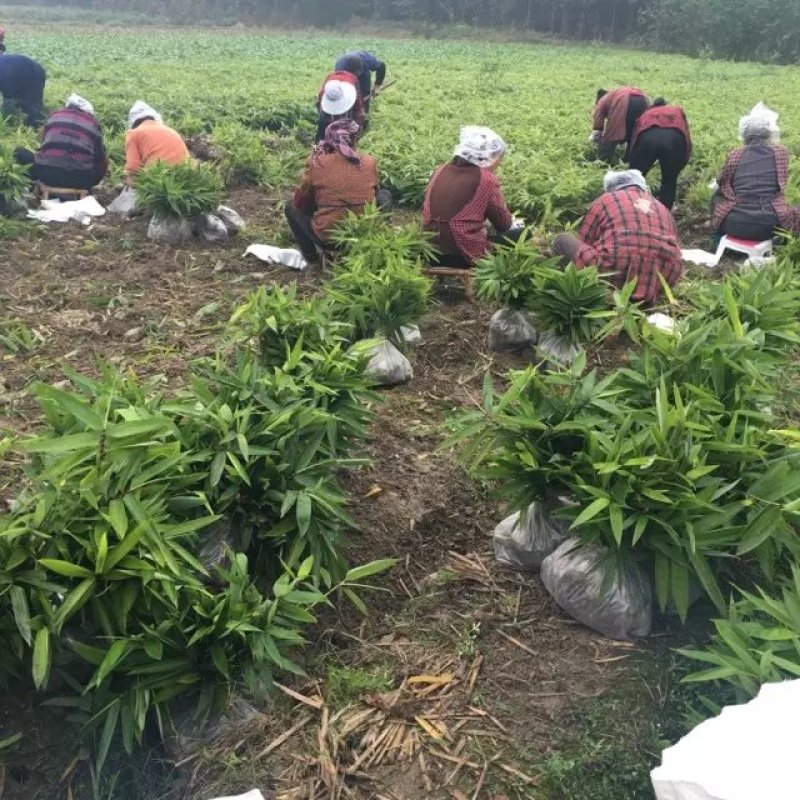 楠竹供应，无纺布袋苗