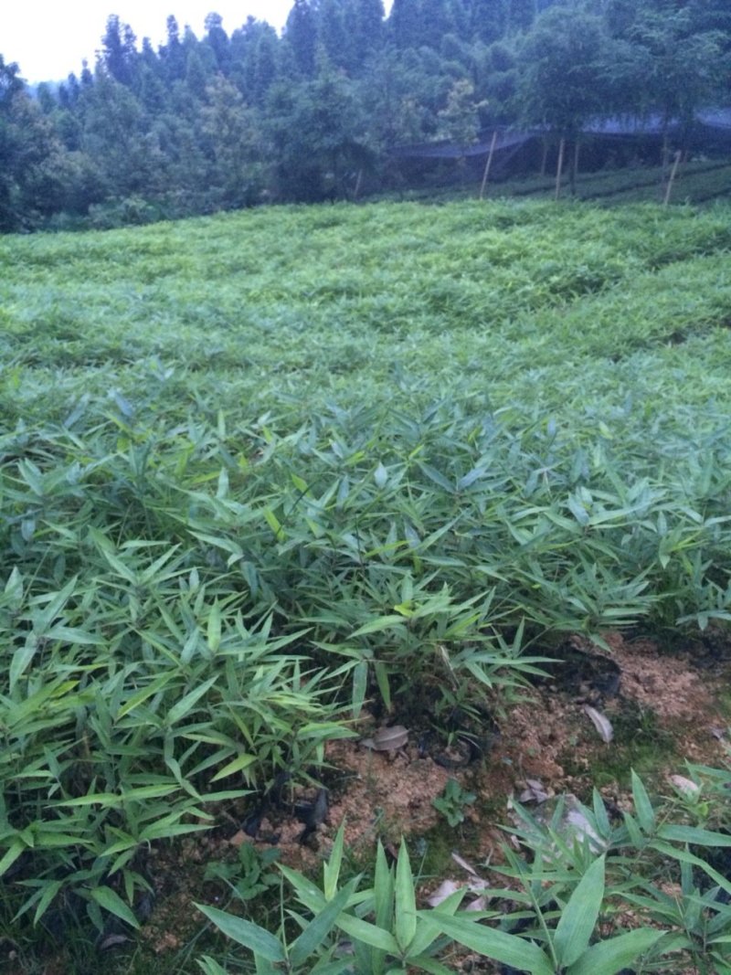楠竹供应，无纺布袋苗